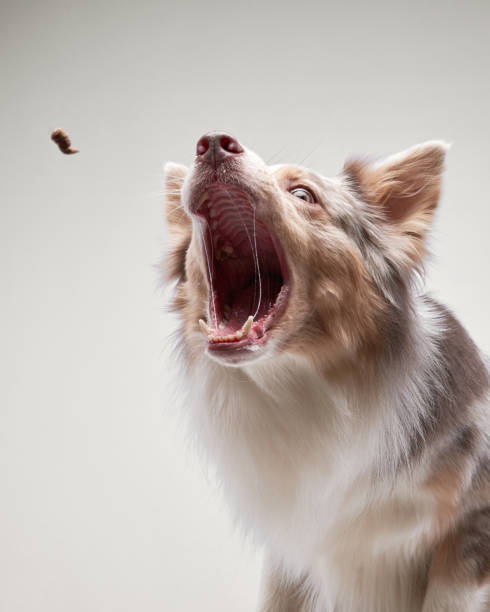 istock funny dog. Happy Border Collie curve muzzle 1870432164