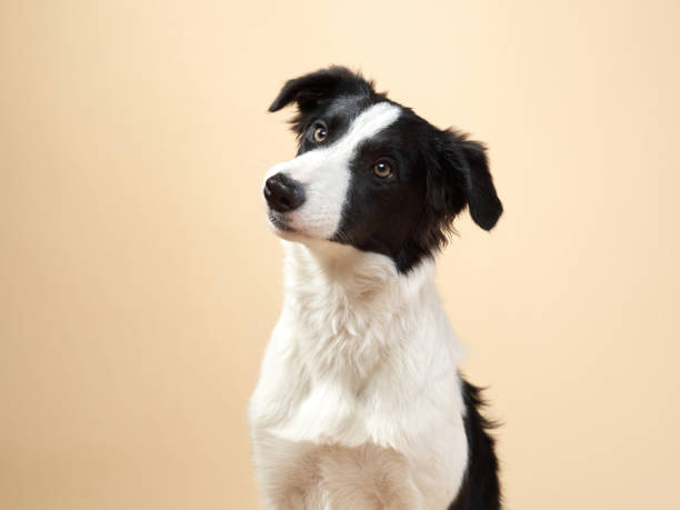 istock funny dog. Happy Border Collie curve muzzle 1870432165