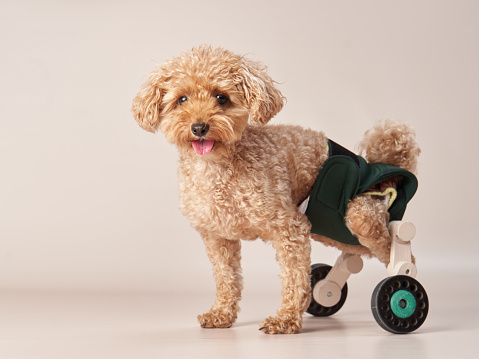 Funny small poodle on a beige background in a wheelchair. curly dog in photo studio. Maltese, poodle