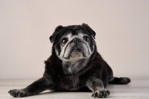 istock black pug on a black background. Pet portrait in studio 1870432175
