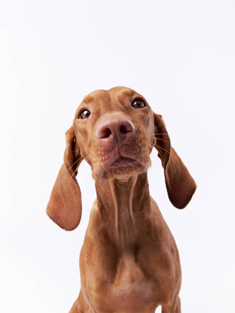 istock funny dog shows nose. Hungarian vizsla in studio 1870432183