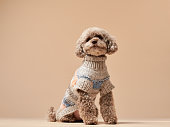 Curly cute dog in a sweater. Small chocolate poodle on a beige background