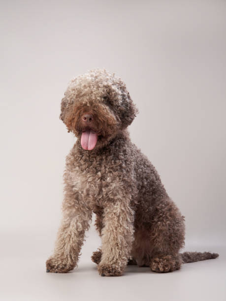 istock spanish water dog on a beige background. Funny curly pet 1870432204