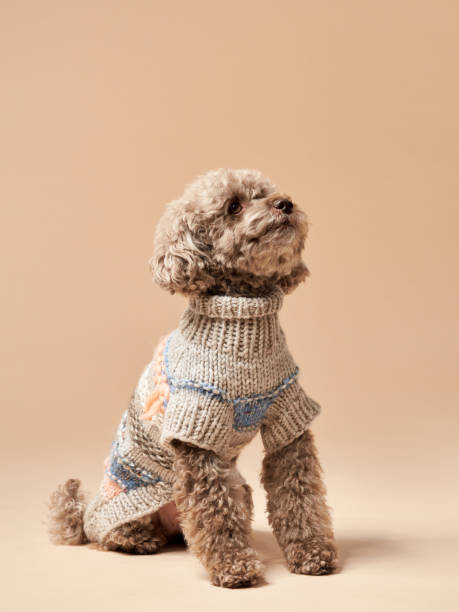 istock Curly cute dog in a sweater. Small chocolate poodle on a beige background 1870432208