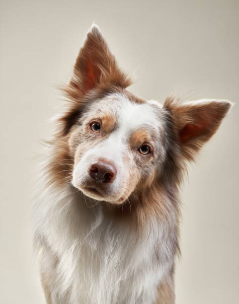 Border Collie dog on a bright background. Happy pet in the studio