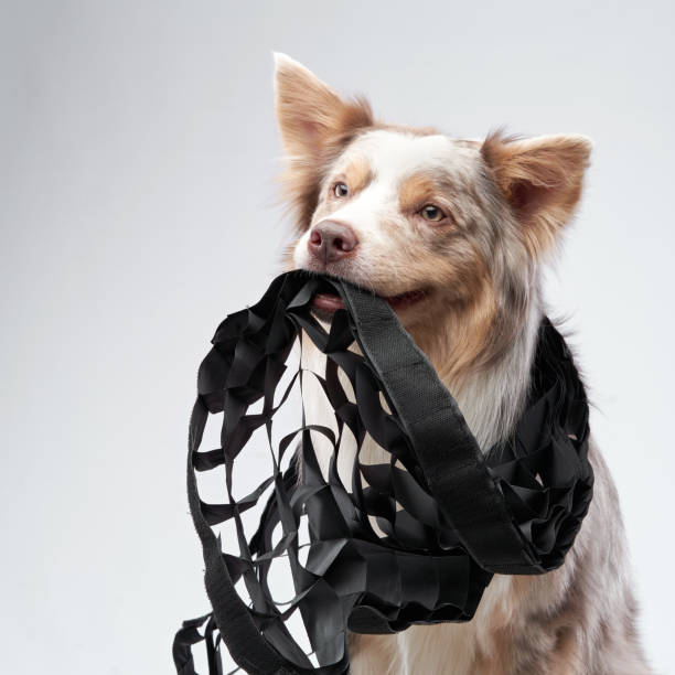 istock dog is holding a studio lighting attachment. Obedient border collies in the studio 1870432740