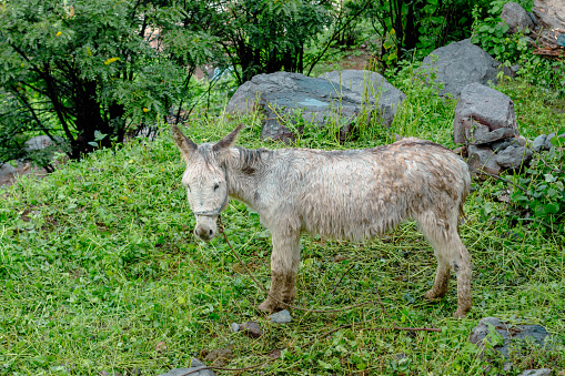 Beautiful and cute soaked donkey after the rain in a natural environment with green grass, rocks, trees. Colca Canyon, Peru.
