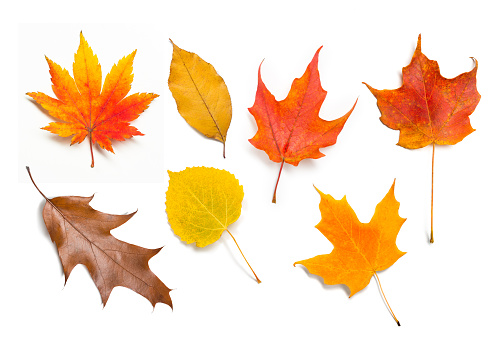 Large closeup image of bright colored leaves isolated on white background.  