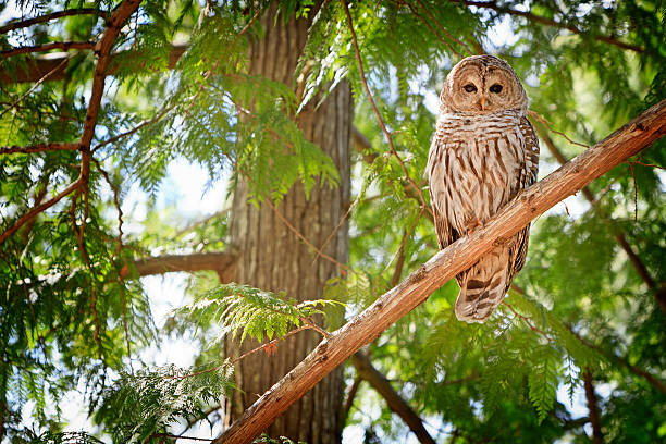 Photo of One Barred owl sitting on a cedar branch