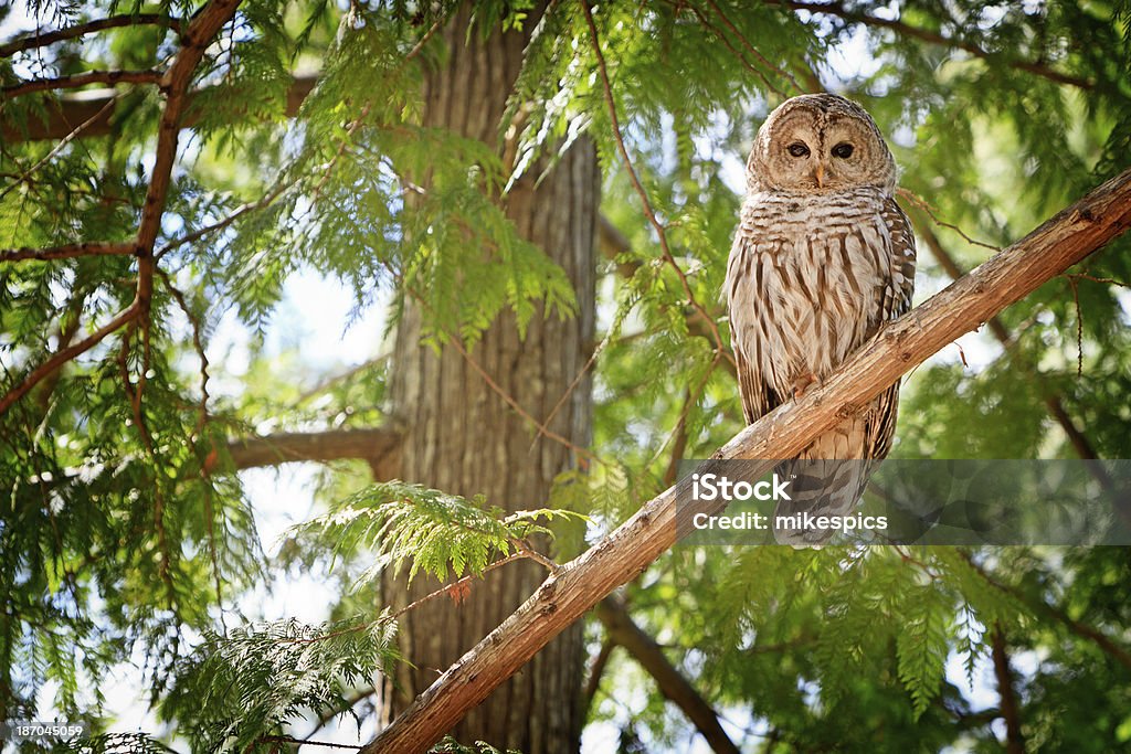 One Barred owl sitting on a cedar branch Owl in a tree. Barred Owl Stock Photo
