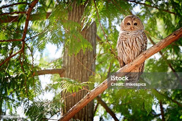 One Barred Owl Sitting On A Cedar Branch Stock Photo - Download Image Now - Barred Owl, Owl, Forest