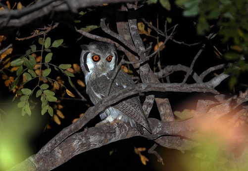 Northern White-faced Owl (Ptilopsis leucotis) adult perched in tree at night

Mole National Park, Ghana.               November