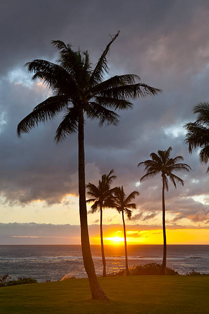 istock Palm Tree Sunset At Napili Point, Maui 187045597