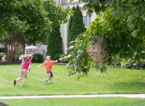 Unsuspecting Children Running and Playing near an active Wasp Hive.  Selective focus on the Nest