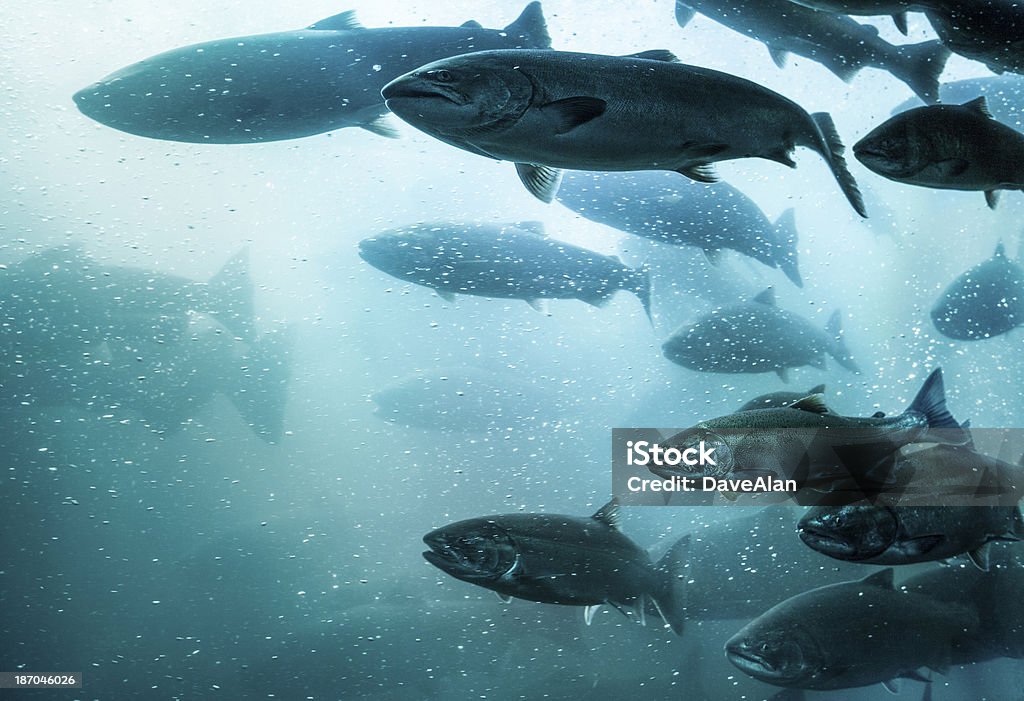Salmon School Underwater. A large school of salmon make their way up a fish ladder of a dam in the Columbia River, Oregon. Salmon - Animal Stock Photo
