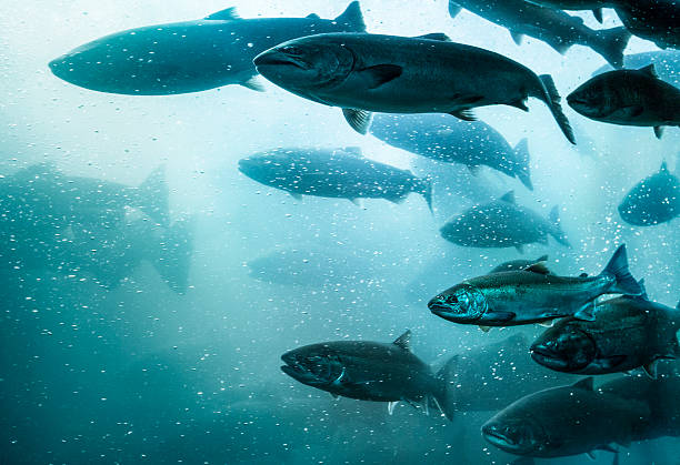 Salmon School Underwater. A large school of salmon make their way up a fish ladder of a dam in the Columbia River, Oregon. dorsal fin stock pictures, royalty-free photos & images