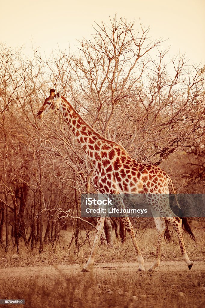 Żyrafa w afrykańskiej Bush-wysoki i gracji - Zbiór zdjęć royalty-free (Afryka)