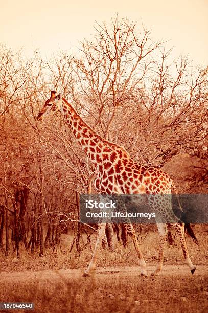 Żyrafa W Afrykańskiej Bushwysoki I Gracji - zdjęcia stockowe i więcej obrazów Afryka - Afryka, Afryka Południowa, Cętkowany