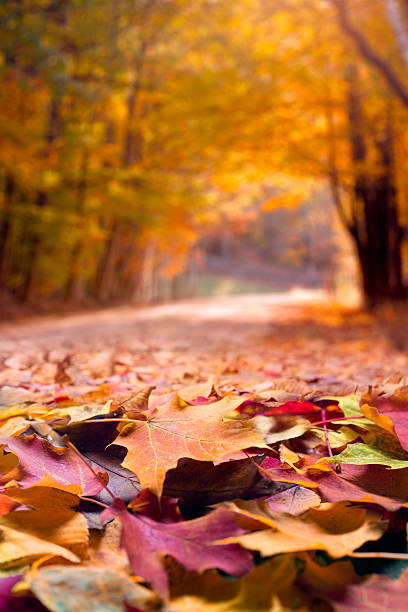 Vibrant colored fall leaves on a country road