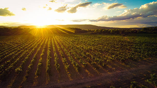 istock aerial view of a vineyard 187046598