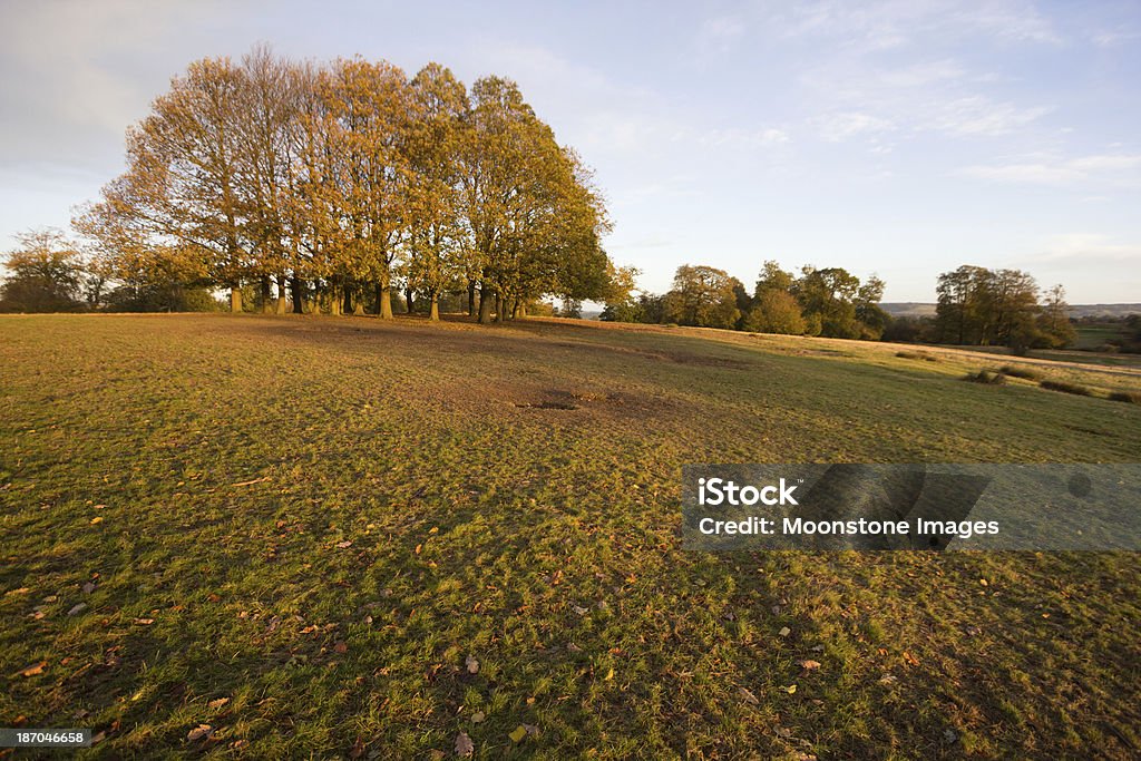 Knole парк в Sevenoaks, Англия - Стоковые фото Англия роялти-фри