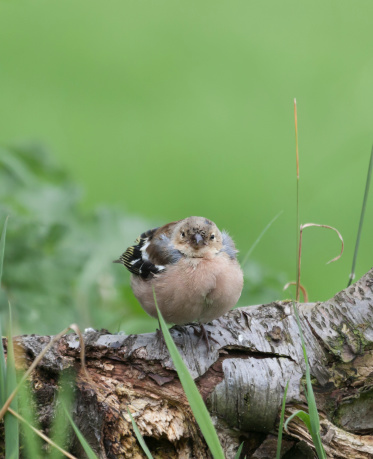 A male Chaffinch, 