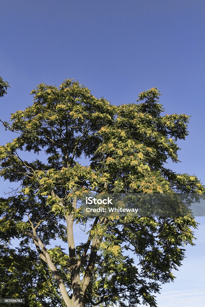 フライング種の木の天国 9 月 - カラー画像のロイヤリティフリース�トックフォト