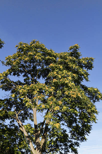 voar sementes em árvore do céu em setembro - ailanthus glandulosa imagens e fotografias de stock