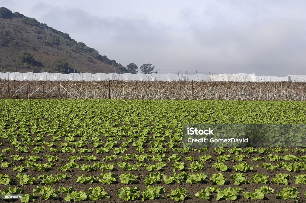 Filas de lechuga que s'está convertido en Coastal Farm - Foto de stock de Agricultura libre de derechos