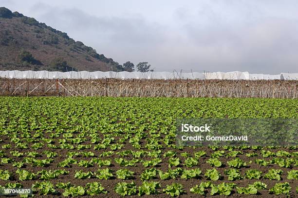 Filas De Lechuga Que Sestá Convertido En Coastal Farm Foto de stock y más banco de imágenes de Agricultura