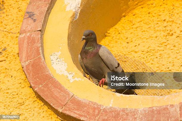 Photo libre de droit de Feral Pigeon En Ligurie En Italie banque d'images et plus d'images libres de droit de Animal vertébré - Animal vertébré, Animaux nuisibles, Animaux à l'état sauvage