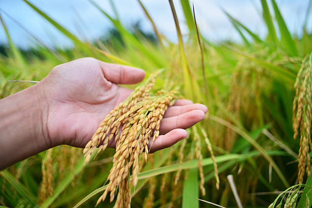 Rice crop stock photo