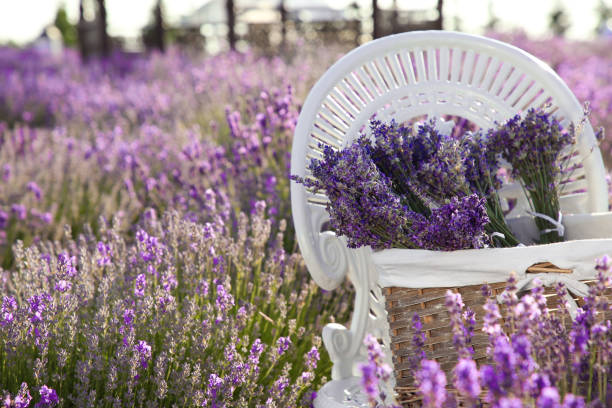 istock Wicker box with beautiful lavender flowers on chair in field, space for text 1870473440