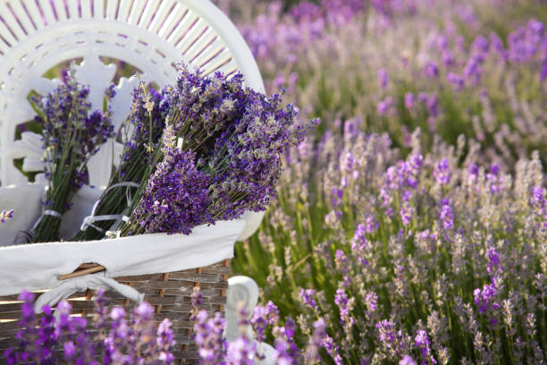 istock Wicker box with beautiful lavender flowers on chair in field, space for text 1870473465