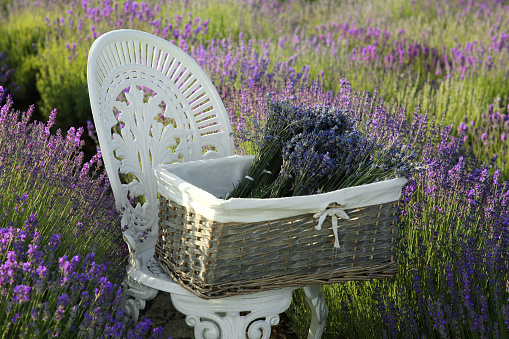 Wicker box with beautiful lavender flowers on chair in field outdoors