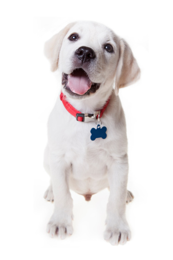 An adorable yellow lab puppy isolated on white.