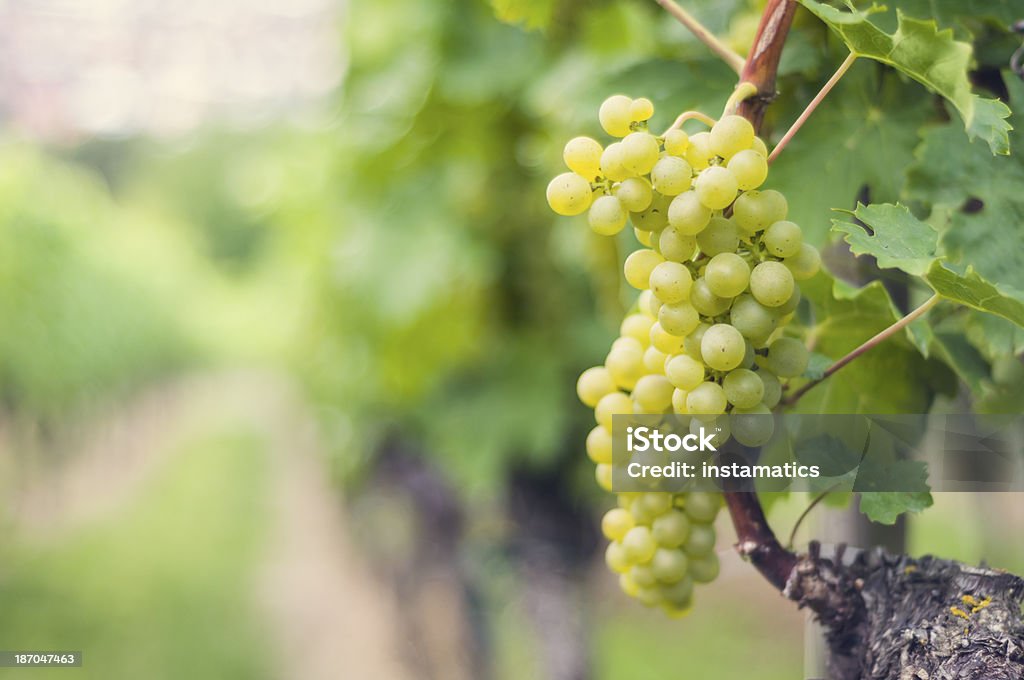 Weiße Trauben mit unscharf vineyard - Lizenzfrei Ast - Pflanzenbestandteil Stock-Foto