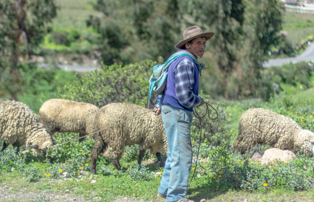 Cabanaconde, Peru 12 07 2023 : Peruvian shepherd in the Altiplano with his sheep.