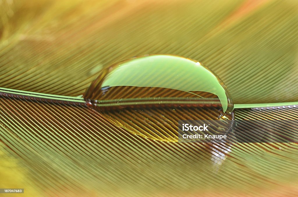 Water drop on feather Drop Stock Photo