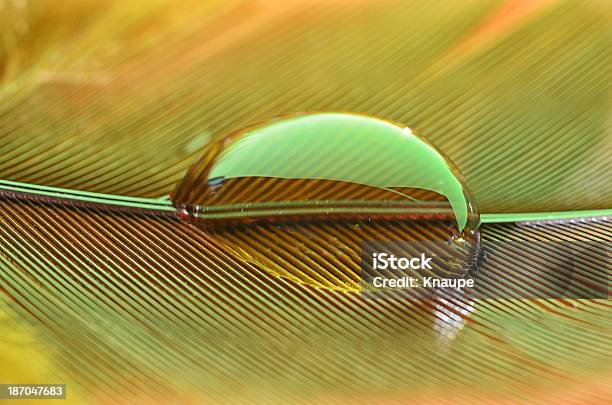 Water Drop On Feather Stock Photo - Download Image Now - Drop, Extreme Close-Up, Feather