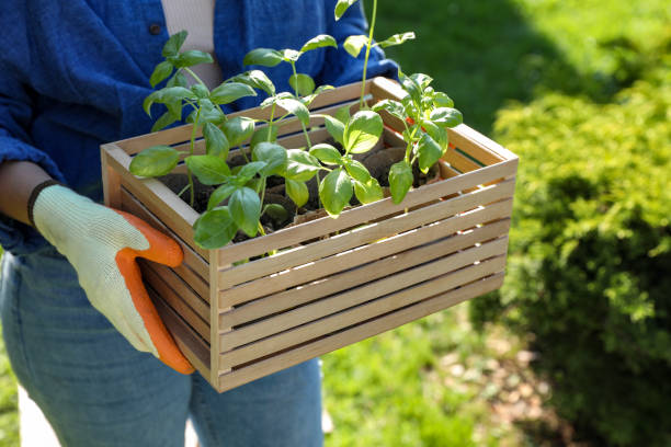 istock Woman holding crate with seedlings outdoors, closeup 1870477233