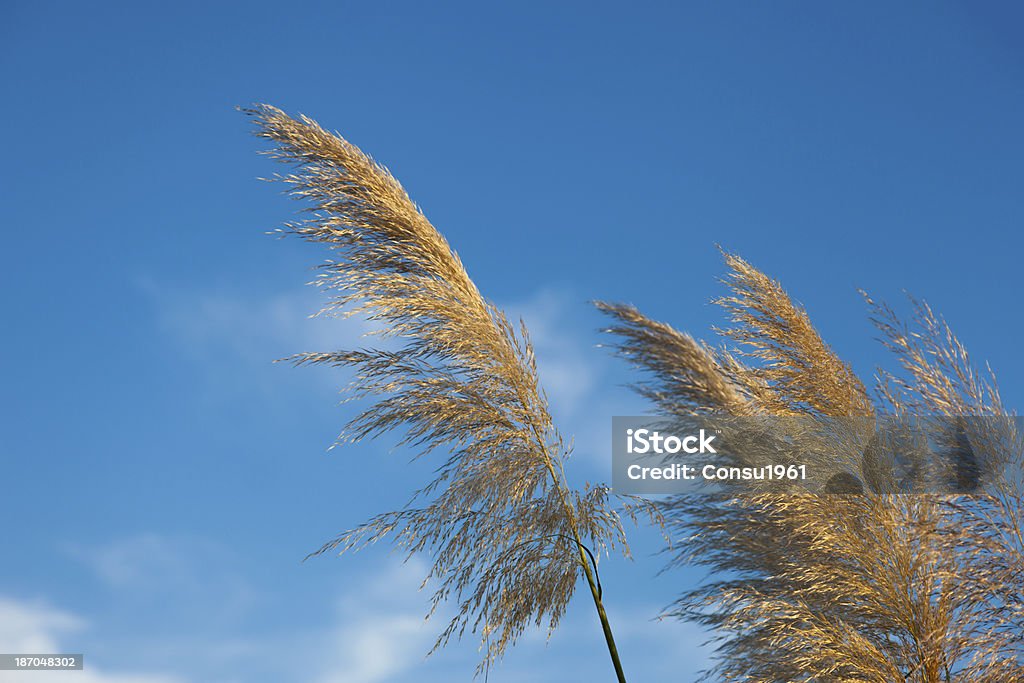 Golden stalks - Foto de stock de Aire libre libre de derechos