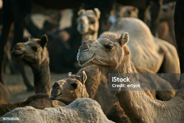 Foto de Mercado De Camelos e mais fotos de stock de Animal - Animal, Animal de Fazenda, Areia