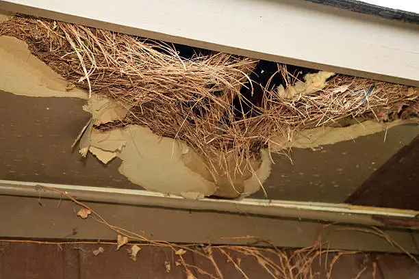 In the process of tearing down the roof of a house a nest made of pine straw is found where rats have been nesting.