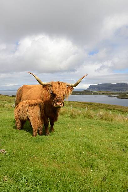 istock Highland cow portrait 187048467