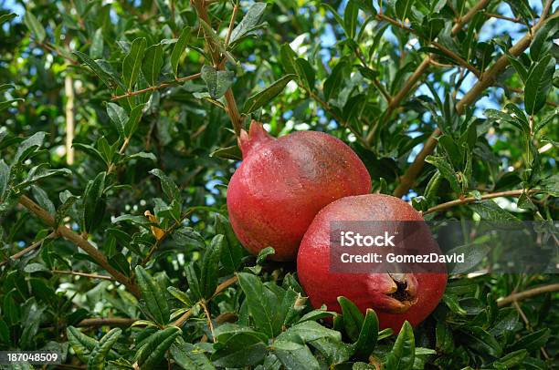 Closeup Of Ripening Pomegranates On Tree Stock Photo - Download Image Now - Agriculture, Antioxidant, Branch - Plant Part