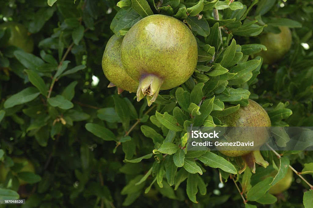 Close-up of Ripening las granadas de árbol - Foto de stock de Agricultura libre de derechos