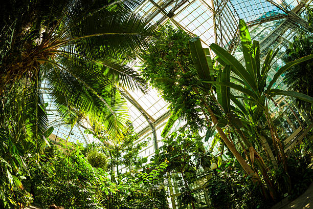 hermoso jardín tropical greenhouse - jardín botánico fotografías e imágenes de stock
