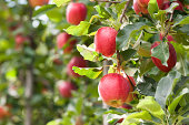 istock Red Apples 187048681