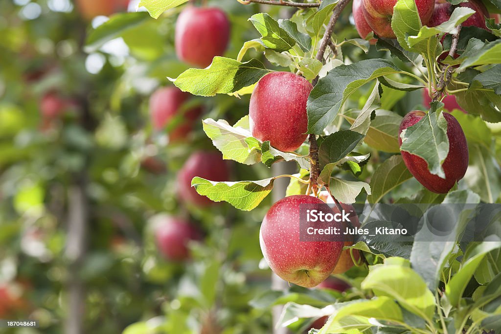 Red Apples Red Gala apples, hanging in a tree. Apple Tree Stock Photo